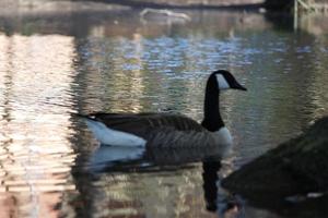 linda agua aves a el lago de público parque de lutón Inglaterra Reino Unido foto