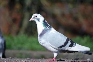 Cute Pigeon in the Local Public Park of Luton Town of England UK photo