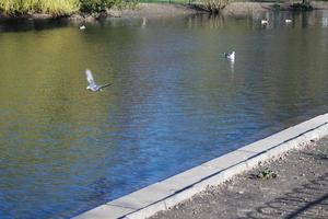 Cute Water Birds at The Lake of Public Park of Luton England UK photo