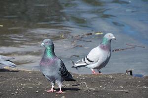 Cute Water Birds at The Lake of Public Park of Luton England UK photo