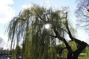 bajo ángulo ver de local público parque y hermosa arboles un claro y frío día de 24-marzo-2023 a lutón pueblo de Inglaterra Reino Unido. foto