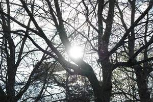 Low Angle View of Local Public Park and Beautiful Trees a Clear and Cold Day of 24-March-2023 at Luton Town of England UK. photo