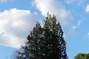 Low Angle View of Local Public Park and Beautiful Trees a Clear and Cold Day of 24-March-2023 at Luton Town of England UK. photo