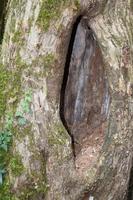 árbol con un anidamiento agujero foto