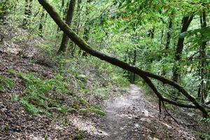 Fallen Tree across a Forest Path photo