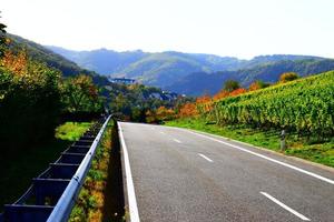 la carretera a el viñedos en otoño foto