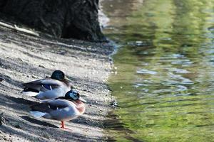 linda agua aves a el lago de público parque de lutón Inglaterra Reino Unido foto