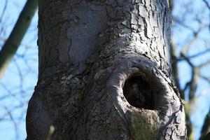 bajo ángulo ver de local público parque de lutón pueblo de Inglaterra foto