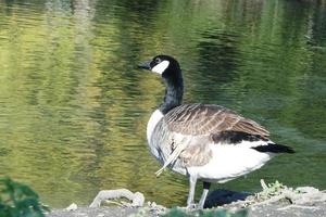 Cute Water Birds at The Lake of Public Park of Luton England UK photo