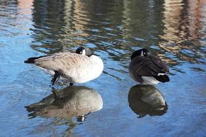 Cute Water Birds at Lake Side of Local Public Park photo