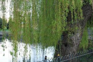 bajo ángulo ver de local público parque y hermosa arboles un claro y frío día de 24-marzo-2023 a lutón pueblo de Inglaterra Reino Unido. foto