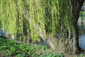 bajo ángulo ver de local público parque y hermosa arboles un claro y frío día de 24-marzo-2023 a lutón pueblo de Inglaterra Reino Unido. foto