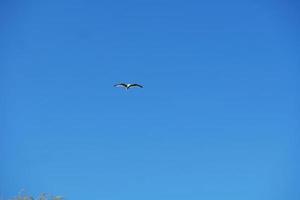 Cute Water Birds at The Lake of Public Park of Luton England UK photo