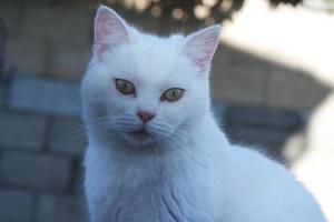 Cute Persian Cat is Posing in the Home Garden photo