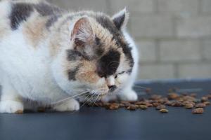 linda persa gato es posando en el hogar jardín foto