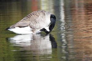 Cute Water Birds at The Willen Lake of Public Park of Milton Keynes City of England UK photo