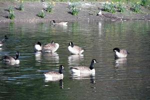 Cute Water Birds at Lake Side of Local Public Park photo