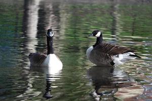 Cute Water Birds at The Lake of Public Park of Luton England UK photo