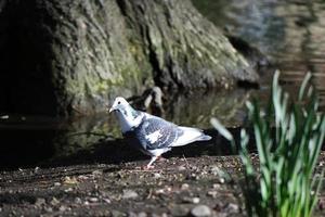 Cute Water Birds at The Lake of Public Park of Luton England UK photo