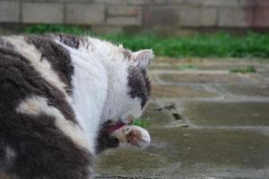 Cute cat is posing at home's garden photo