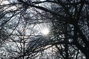 Low Angle View of Local Public Park and Beautiful Trees a Clear and Cold Day of 24-March-2023 at Luton Town of England UK. photo