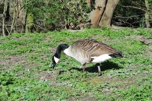 Cute Water Birds at Lake Side of Local Public Park photo