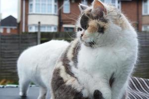 Cute cat is posing at home's garden photo