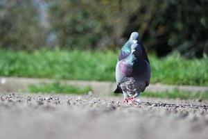 Cute Pigeon in the Local Public Park of Luton Town of England UK photo