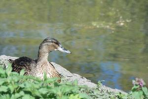 Cute Water Birds at The Lake of Public Park of Luton England UK photo