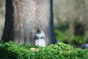 Cute Squirrel Seeking for Food in the Park photo