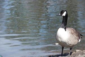 Cute Water Birds at The Lake of Public Park of Luton England UK photo