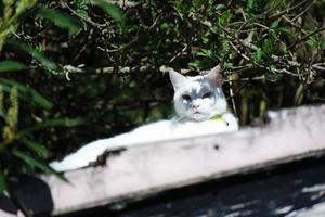 Cute Water Birds at The Lake of Public Park of Luton England UK photo