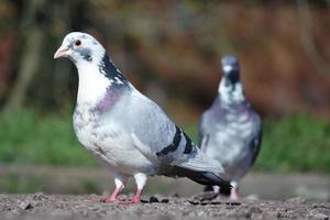 linda Paloma en el local público parque de lutón pueblo de Inglaterra Reino Unido foto