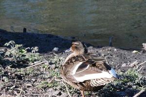 Cute Water Birds at The Lake of Public Park of Luton England UK photo