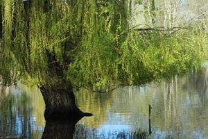 Low Angle View of Local Public Park of Luton Town of England photo