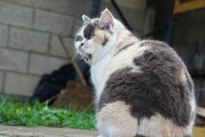 linda gato es posando a de casa jardín foto