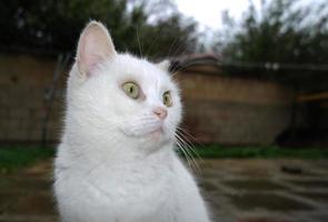 Cute cat is posing at home's garden photo