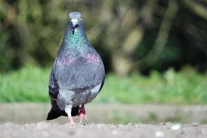 Cute Pigeon in the Local Public Park of Luton Town of England UK photo