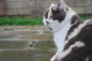 linda gato es posando a de casa jardín foto