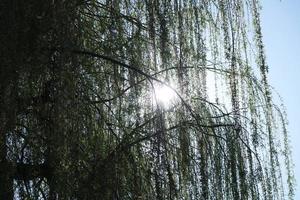 Low Angle View of Local Public Park of Luton Town of England photo