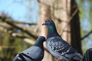 Cute Pigeon in the Local Public Park of Luton Town of England UK photo