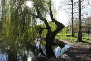 bajo ángulo ver de local público parque y hermosa arboles un claro y frío día de 24-marzo-2023 a lutón pueblo de Inglaterra Reino Unido. foto