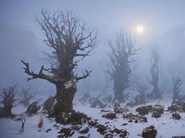 thick fog in a snowy environment with dry trees photo