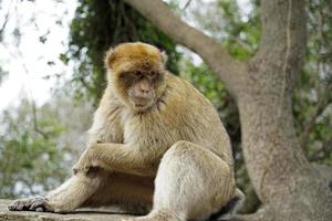 Single Barbary Macaque Monkey Sitting on a Wall photo