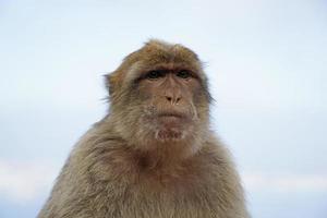 Single Barbary Macaque Monkey - Close-up on Head and Sky in Background photo