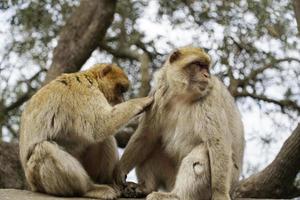 Two Barbary Macaques - One Monkey Pets the Second One photo