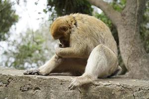 soltero berbería macaco mono sentado en un pared foto