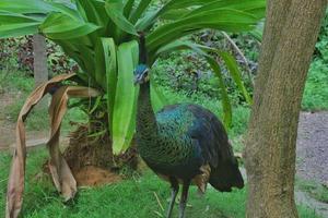 peacocks live freely in the aviary area that is made according to their natural habitat photo