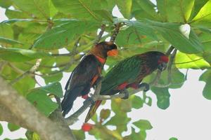 Loriini are a family of small to medium sized arboreal parrots photo