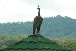 hermosa pavo real encaramado en el techo de un verde Kiosko en un difuminar antecedentes foto